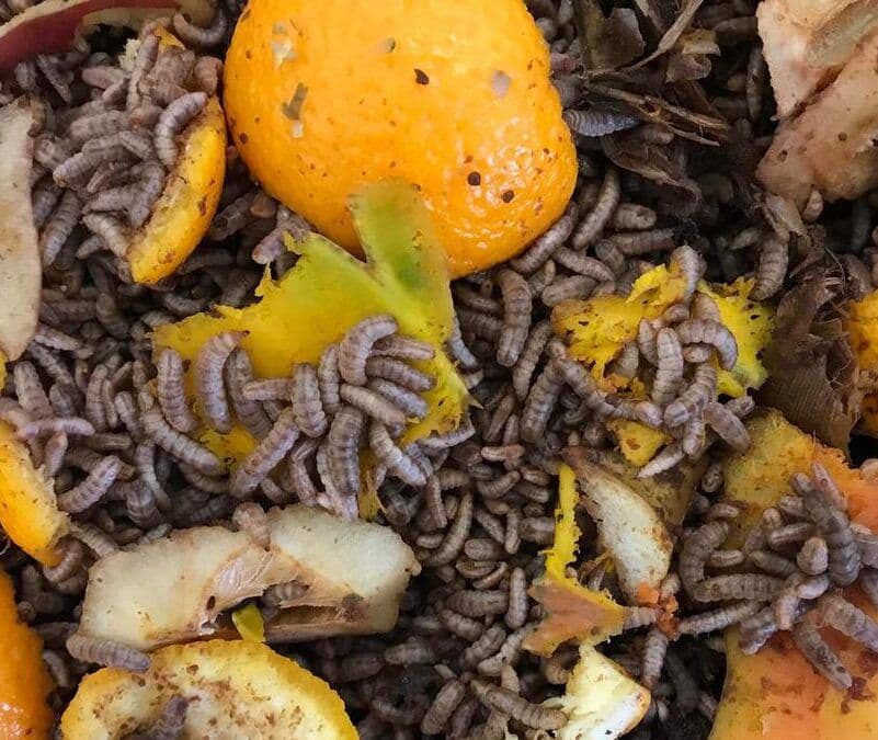 GoldenHarvest Adopts Yokohama "TECH-PoC": Converting Food Waste to Protein Feed Using Black Soldier Fly