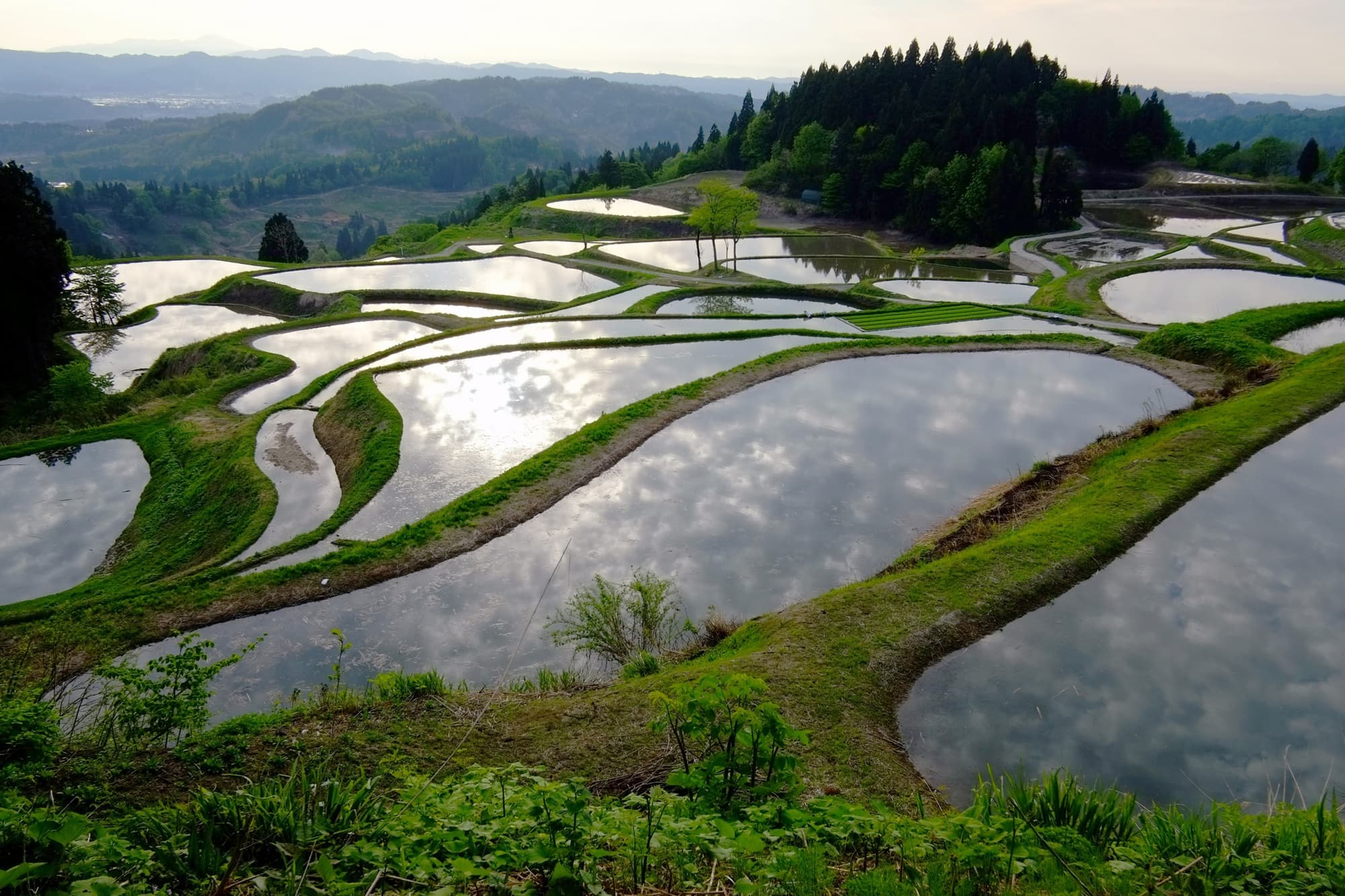 Terraced Rice Fields