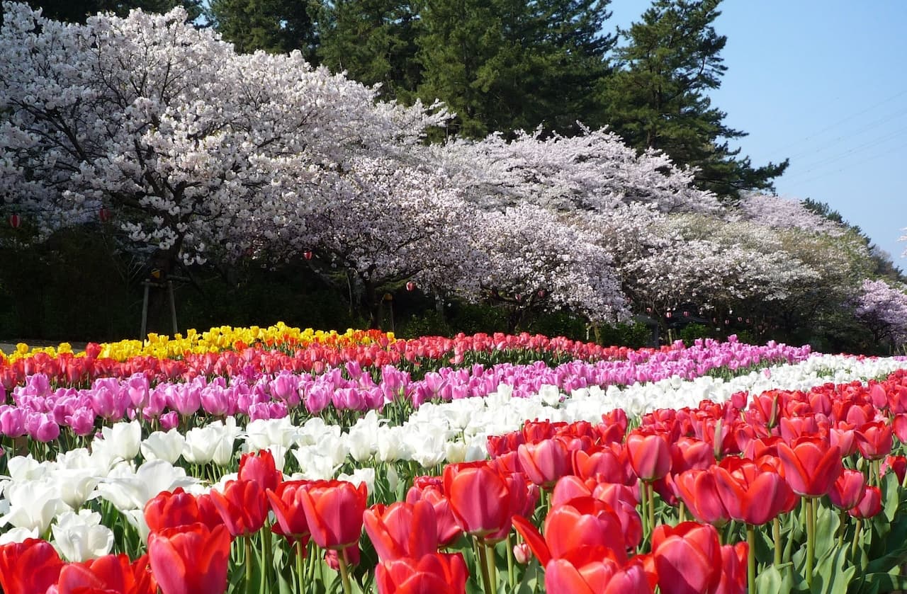 Hamamatsu Flower Park