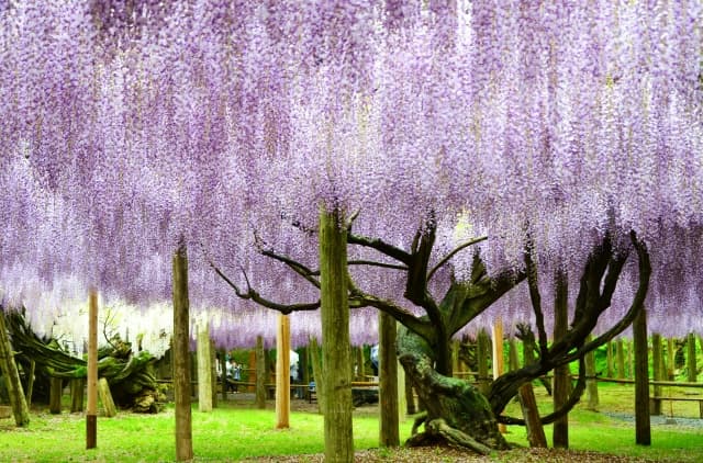 Kawachi Fujien Wisteria Garden
