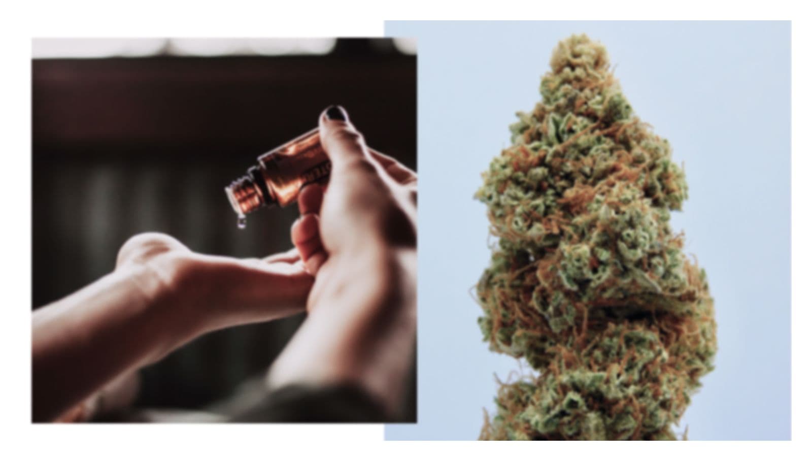 CBD startups on the rise in Japan