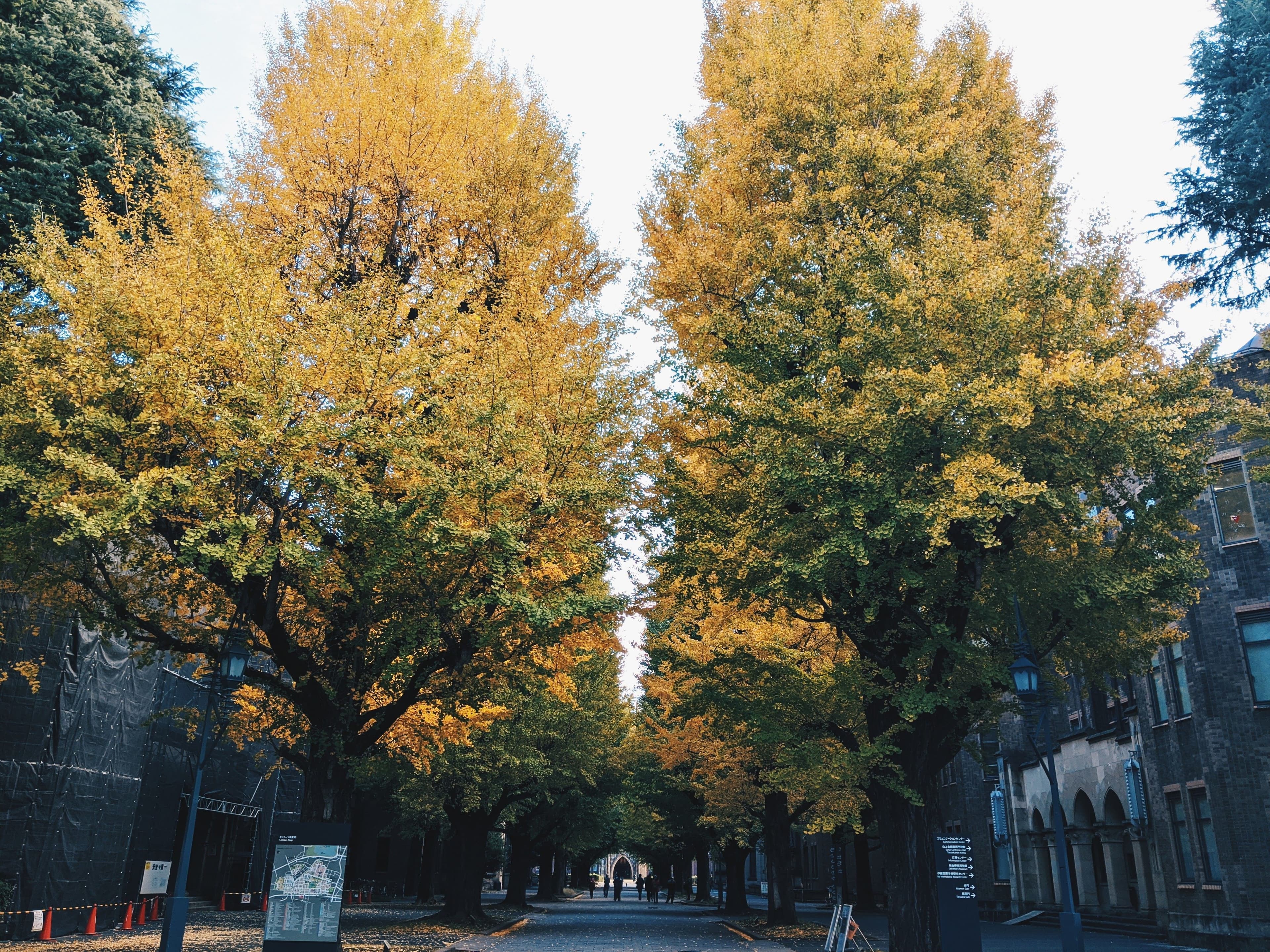 University of Tokyo to hire about 300 female professors and associate professors