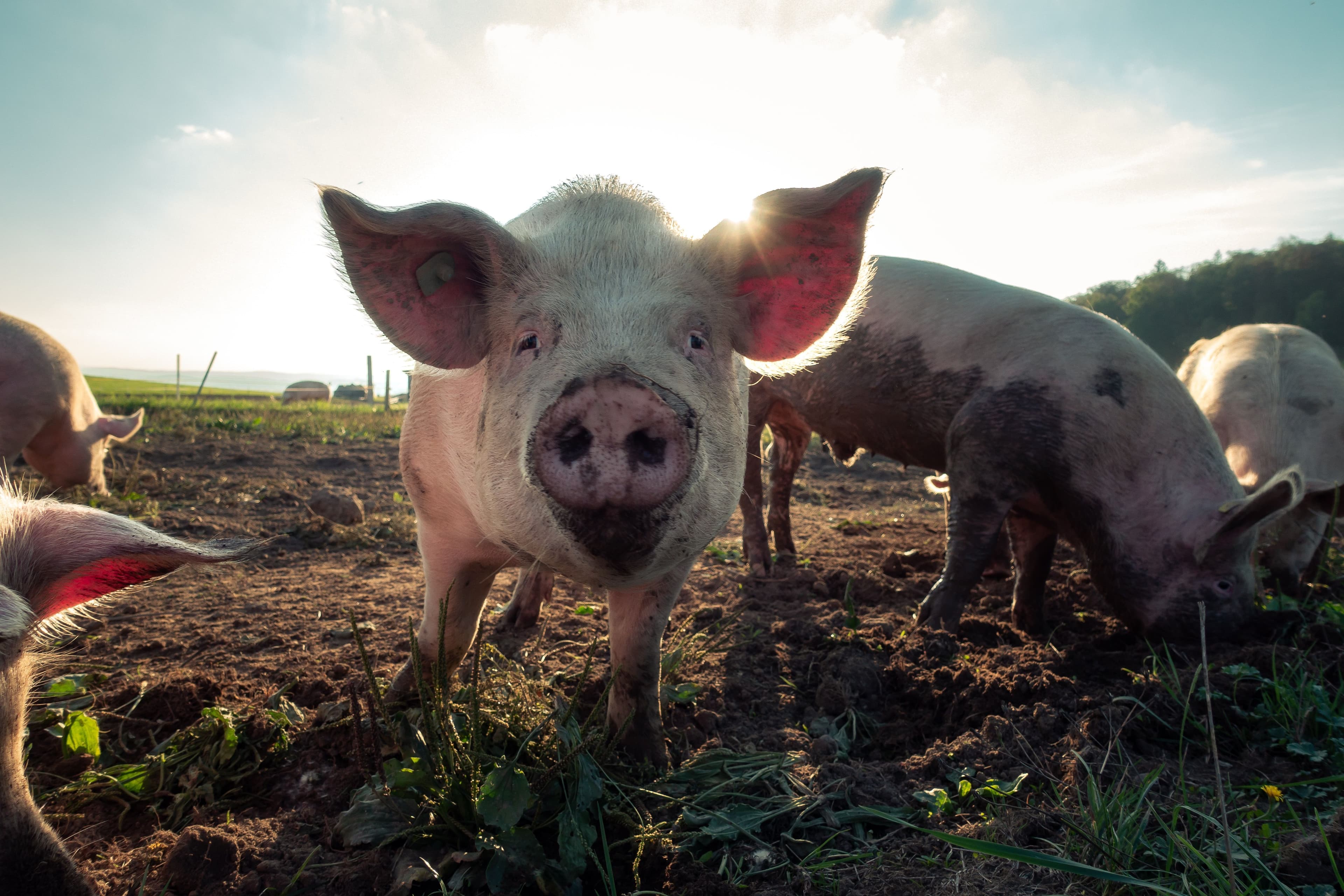 Kinki University doubles marbling with revolutionary pig feed