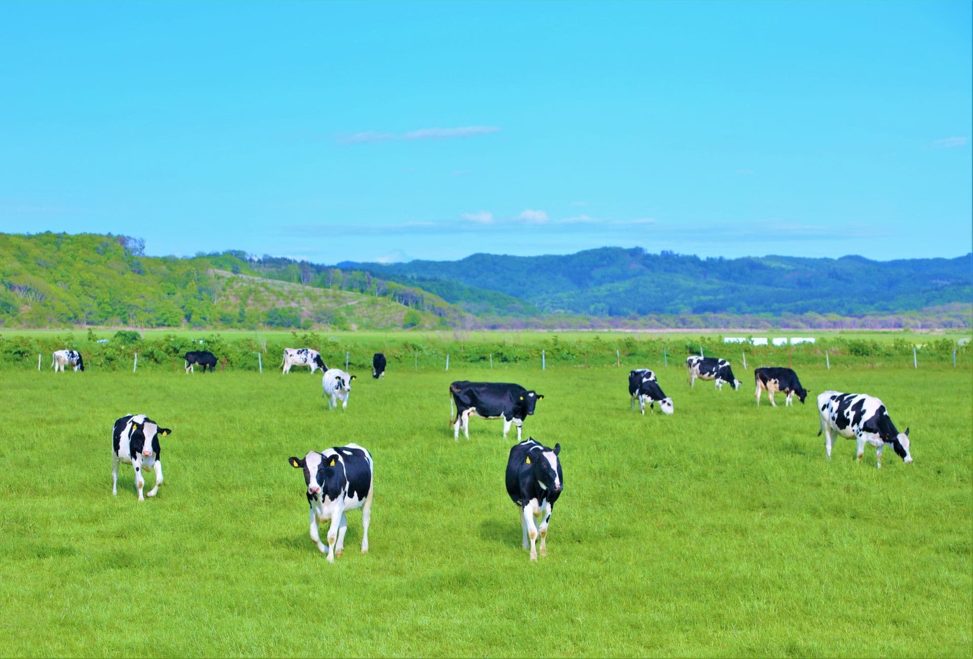 Sustainable dairy farming in Hokkaido wins international award