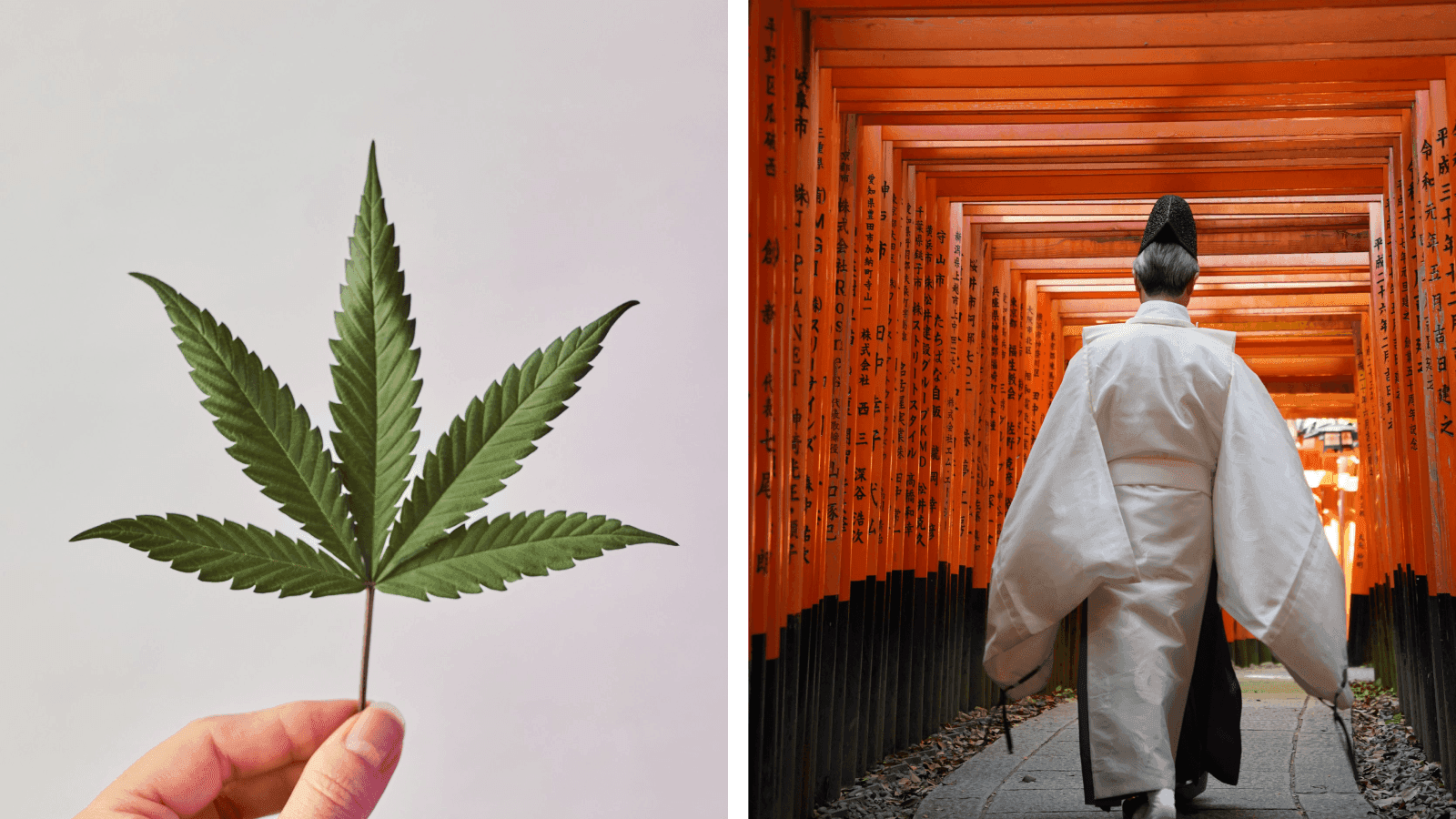 Cannabis in Japan: Reviving Tradition