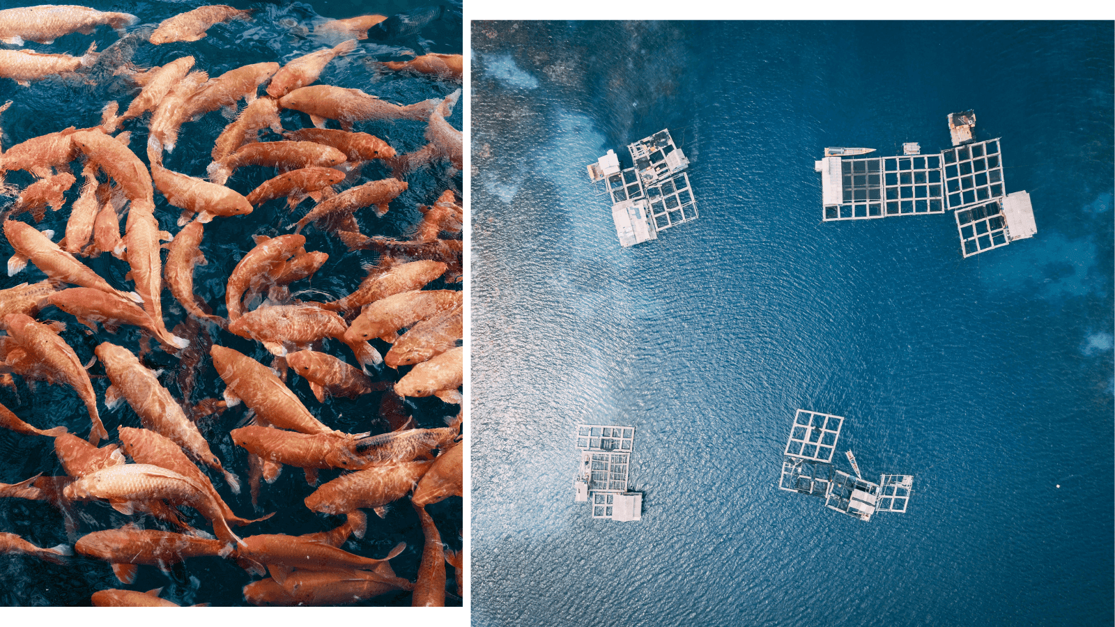 Japan’s blue economy part 2 : Aquaculture