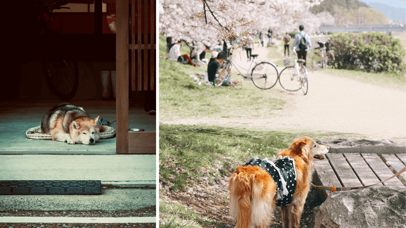 Animals and Japan part 1: pets