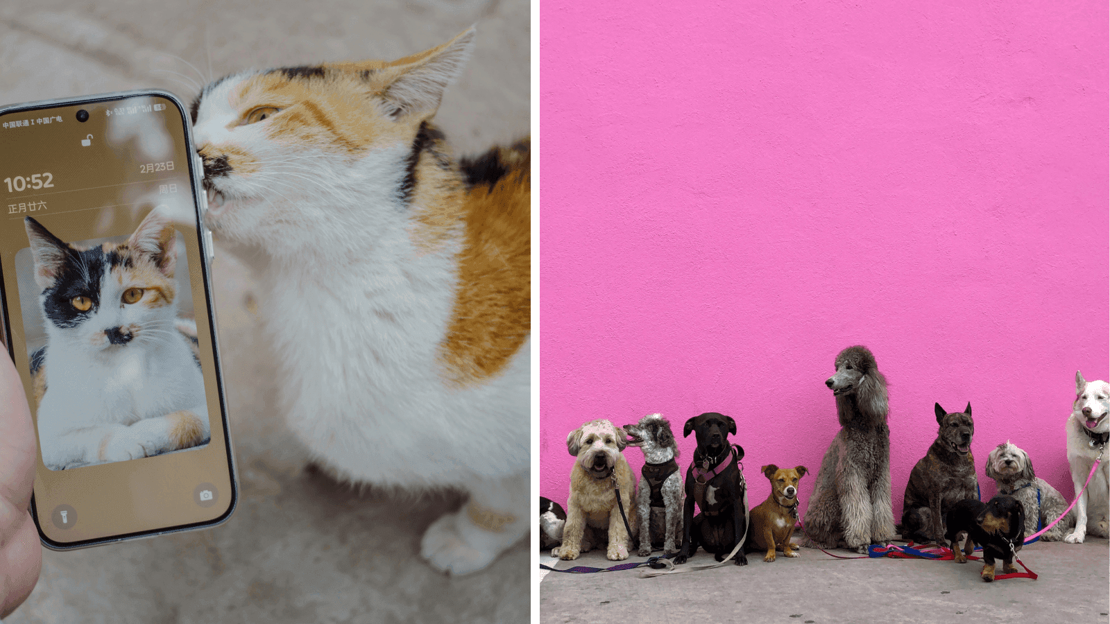 Animals and Japan part 2: pet-tech