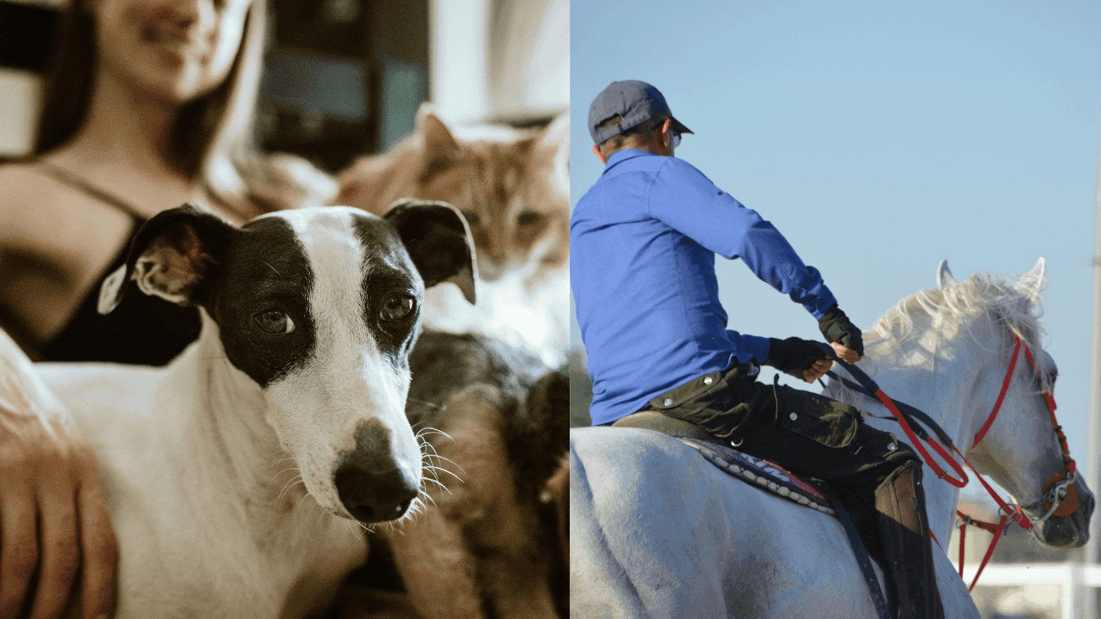 Animals and Japan part 3: breeders and horses in Japan